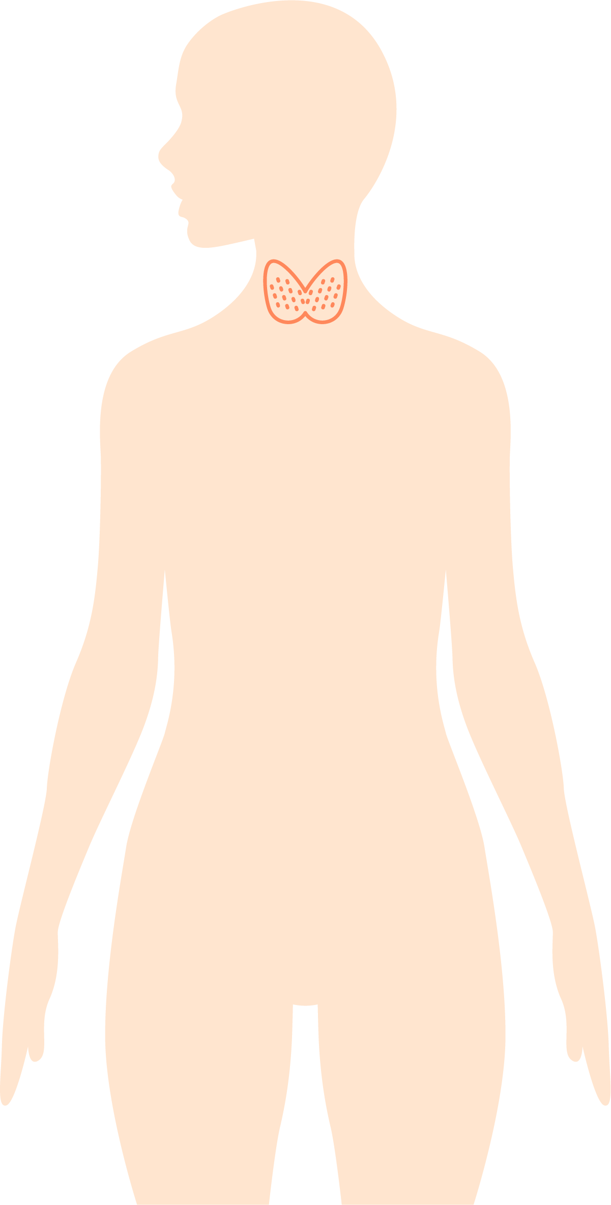 甲狀腺 — 女性部位示意圖