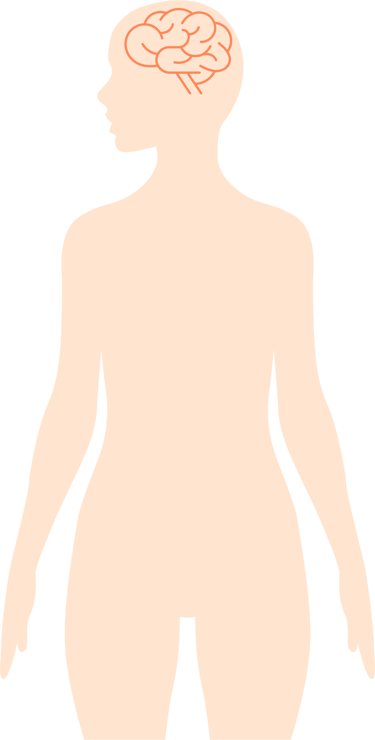 腦部 — 女性部位示意圖
