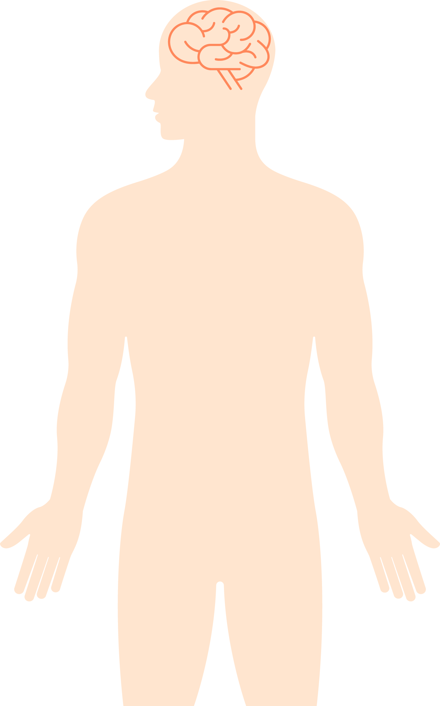 腦部 — 男性部位示意圖