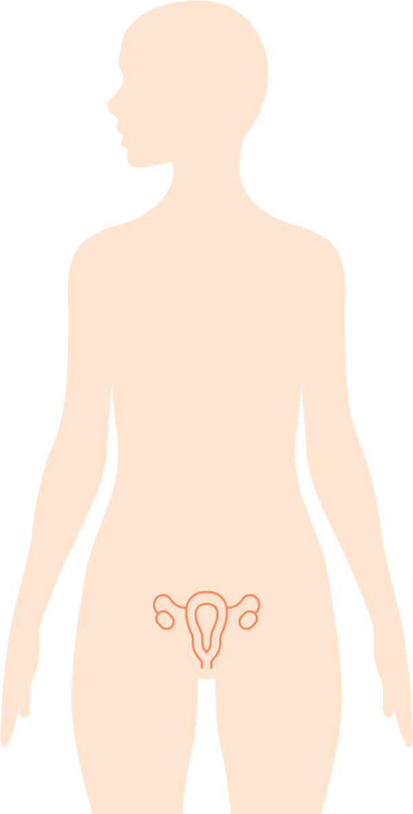 婦科 — 女性部位示意圖
