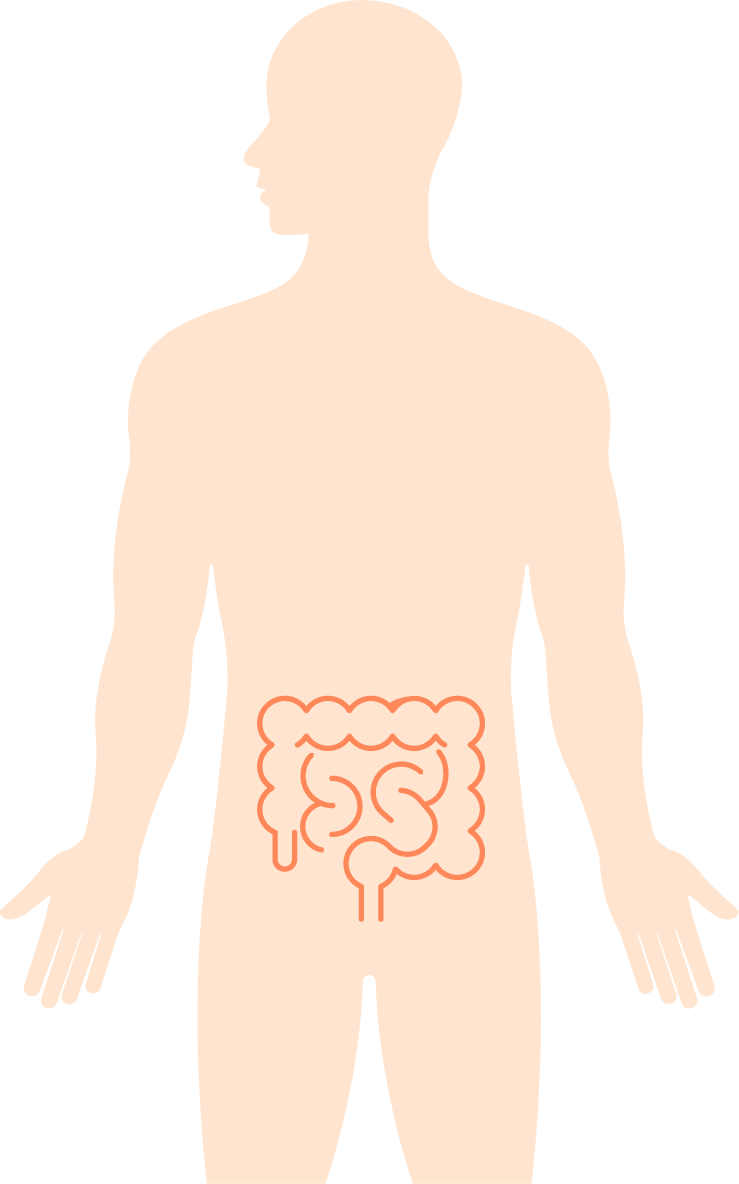 腸鏡 — 男性部位示意圖