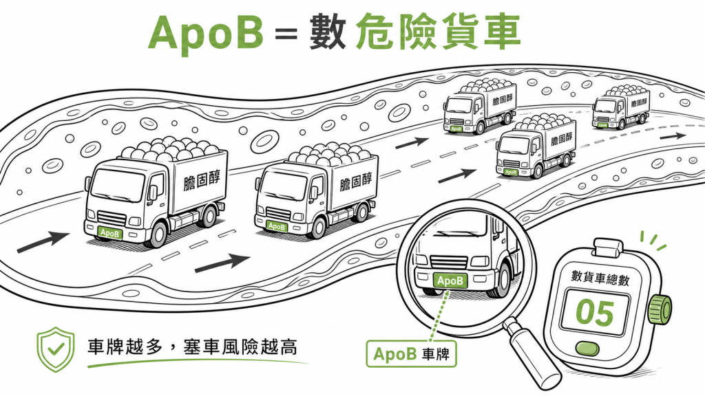 ApoB像每台載膽固醇危險貨車掛的車牌，數車牌總數就知道血管裡有幾台危險貨車、塞車風險多高