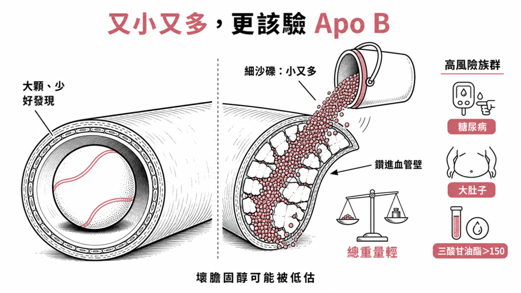 糖尿病大肚子或三酸甘油酯超過150的人壞分子又小又多容易鑽進血管壁，壞膽固醇被低估更該加驗Apo B