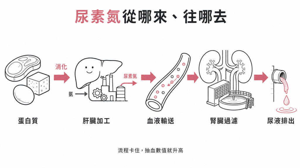 尿素氮的旅程:吃蛋白質產生氨、肝臟加工成尿素氮、血液送到腎臟過濾、隨尿液排出