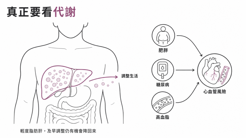 脂肪肝背後的代謝風險：肥胖、糖尿病、高血脂連動心血管風險，及早調整仍有機會逆轉