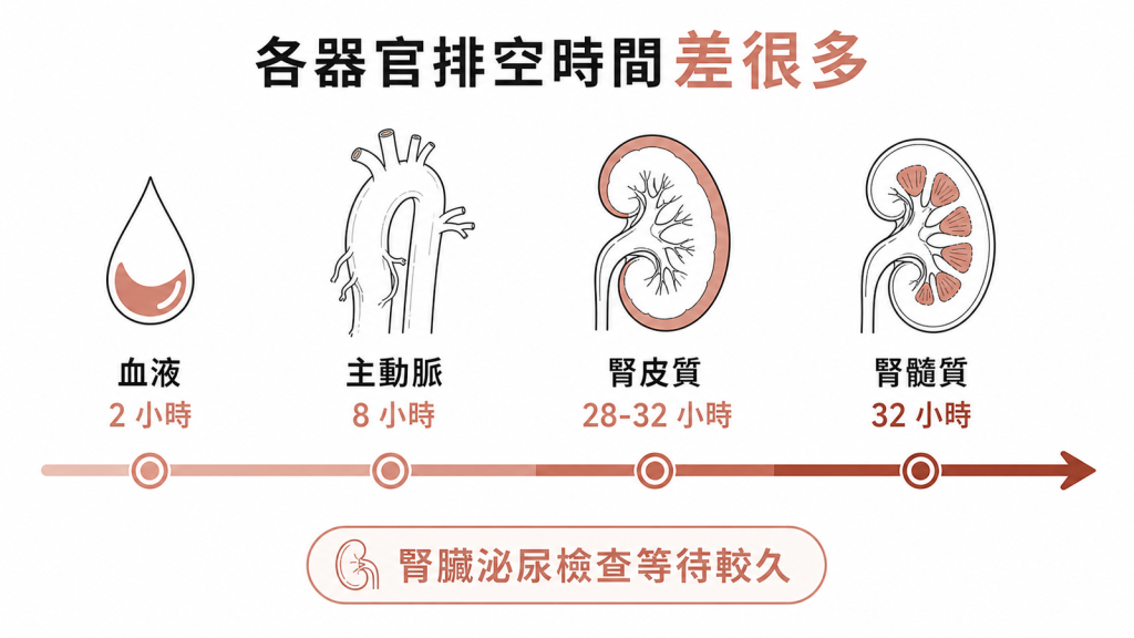 顯影劑各器官排空時間差很多：血液半衰期2小時、主動脈8小時、腎皮質28到32小時、腎髓質32小時