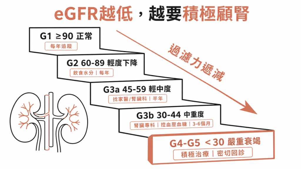 eGFR五分期越低過濾力越差：G1大於90正常每年追蹤、G2在60到89輕度下降、G3a在45到59找家醫或腎臟科每半年、G3b在30到44看腎臟專科控血壓血糖每3到6個月、G4到G5低於30嚴重衰竭須積極治療密切回診