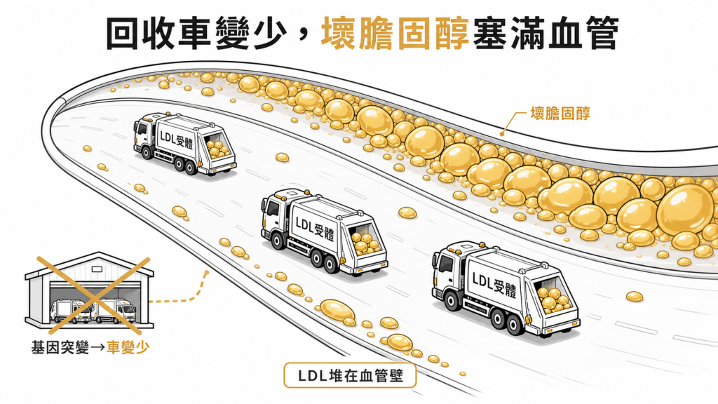 LDL受體像垃圾車,基因突變使回收車變少壞膽固醇堆滿血管