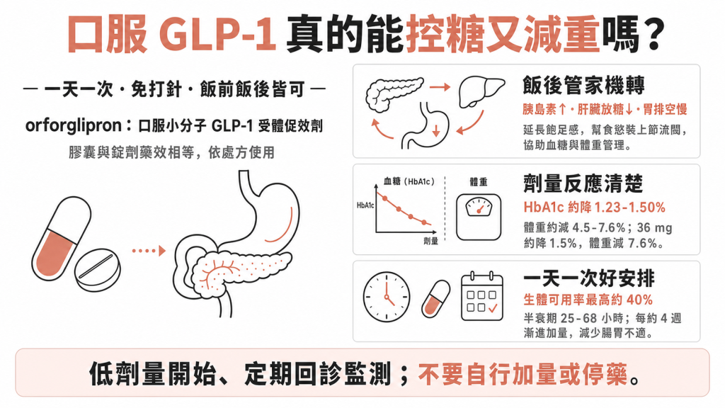 orforglipron 口服 GLP-1 藥物控糖減重資訊圖：膠囊與錠劑藥效相等、一天一次免打針