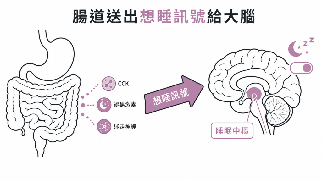 進食後腸道釋放CCK等荷爾蒙向大腦睡眠中樞發出想睡訊號