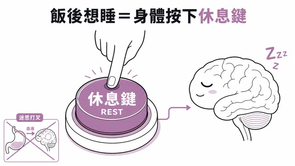 飯後想睡是身體按下休息鍵,不是大腦缺血