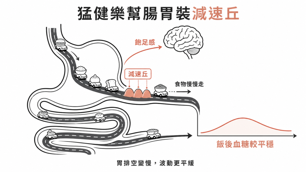 猛健樂像在腸胃裝減速丘,延緩胃排空讓食物慢慢走、產生飽足感、飯後血糖較平穩