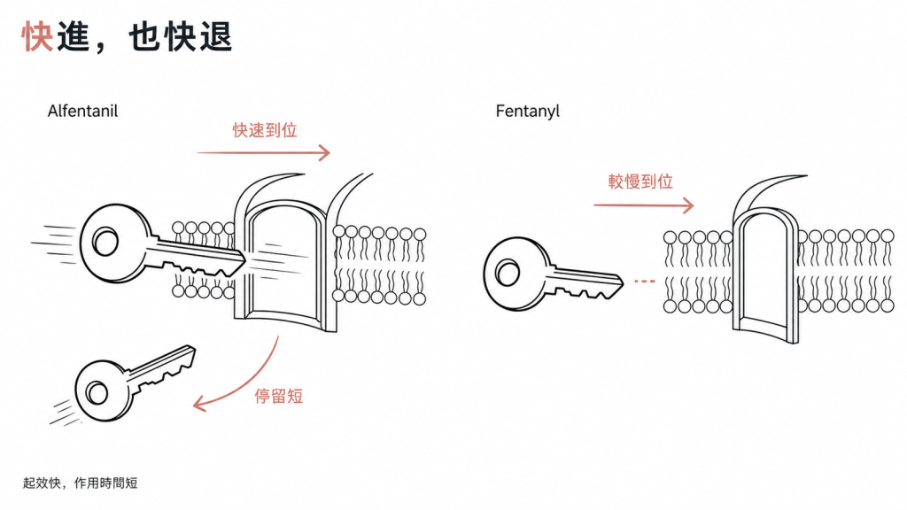 Alfentanil 與 fentanyl 對照：alfentanil 像一把插得更快的鑰匙，起效更快但停留時間更短