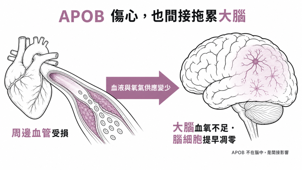 APOB不存在腦中透過破壞周邊血管使大腦血氧供應不足腦細胞提早凋零與早發失智相關