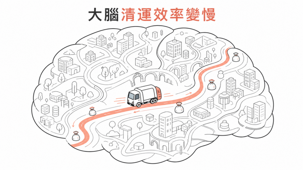 APOE ε4可能降低大腦代謝廢物清除效率的線稿圖