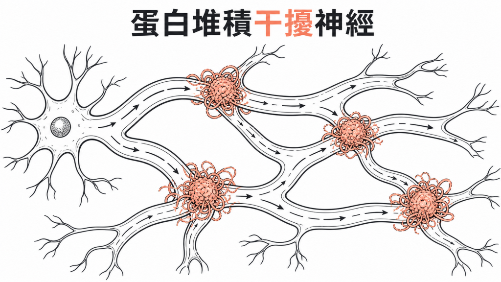 類澱粉蛋白與Tau異常可能干擾腦神經的線稿圖