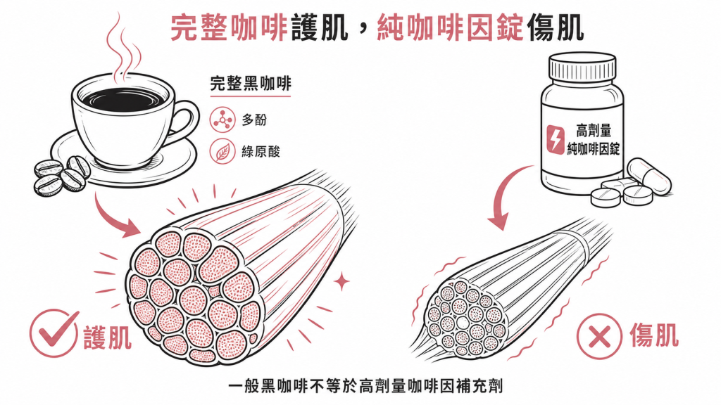 完整黑咖啡含多酚綠原酸能護肌高劑量純咖啡因補充劑反而干擾蛋白質合成讓肌肉細胞變細