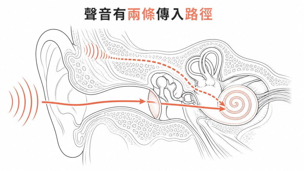 聽力檢查的氣導與骨導路徑示意圖