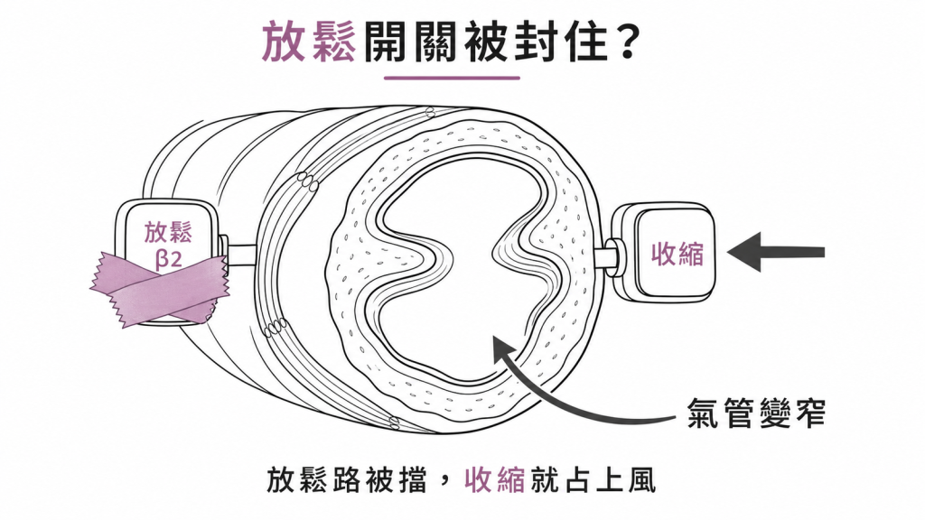 乙型阻斷劑作用機轉示意圖:氣管的放鬆開關 β2 受體被封住,收縮訊號相對佔上風,氣管因此變窄