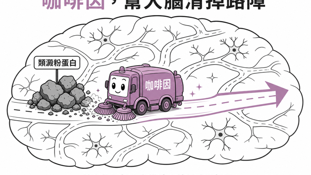咖啡因啟動大腦清潔隊清除類澱粉蛋白廢物讓神經高速公路暢通