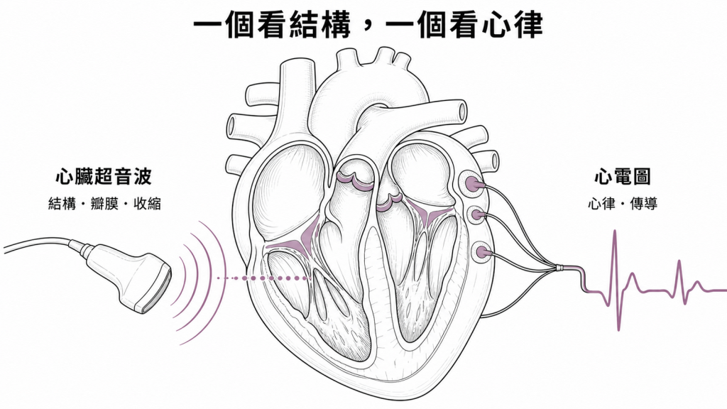 心臟超音波看結構與瓣膜,心電圖記錄心律與傳導