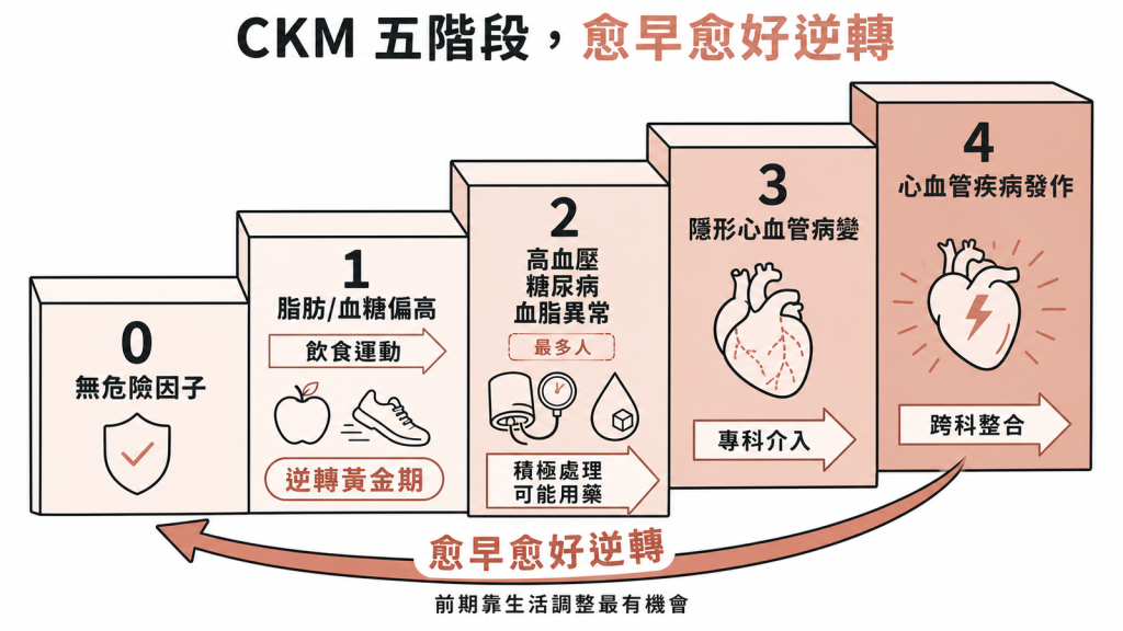 CKM分五階段0到4，愈早階段逆轉籌碼愈多：0到1期靠飲食運動就能壓下脂肪，2期後才需用藥