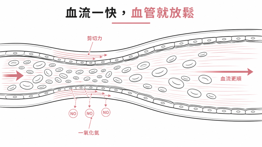 血流加快產生剪切力刺激血管內皮釋放一氧化氮,讓血管放鬆、血流更順的示意圖