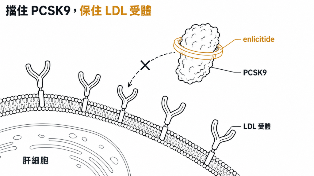 enlicitide 擋住 PCSK9、保住肝細胞 LDL 受體的作用機轉示意圖