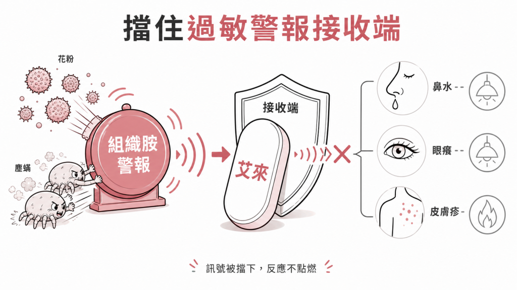 艾來擋在組織胺過敏警報的接收端前面，訊號發出但接收器收不到，鼻水眼癢皮膚疹就不會被點燃
