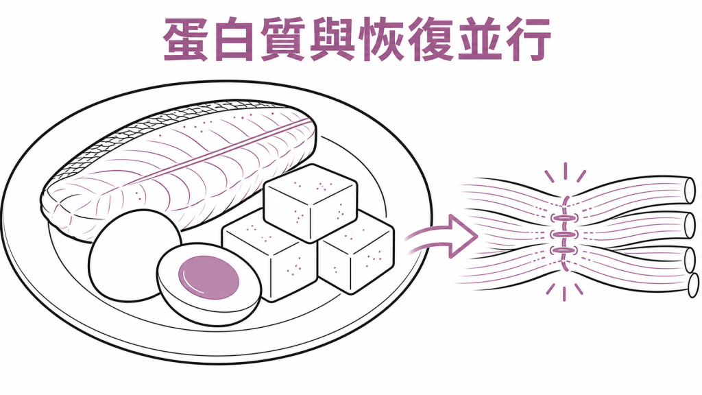 減重期間蛋白質與恢復並行示意圖