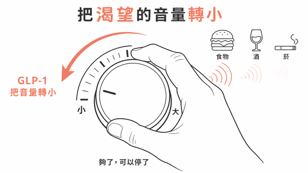 GLP-1 調低獎賞音量示意圖:像把音量旋鈕轉小,食物、酒、菸的渴望跟著變弱