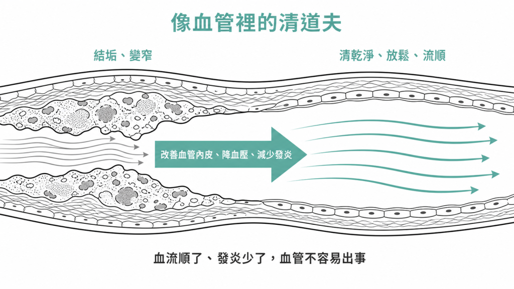 GLP-1 護心機轉血管剖面圖:從結垢變窄到改善血管內皮、降血壓、減少發炎後血流順暢