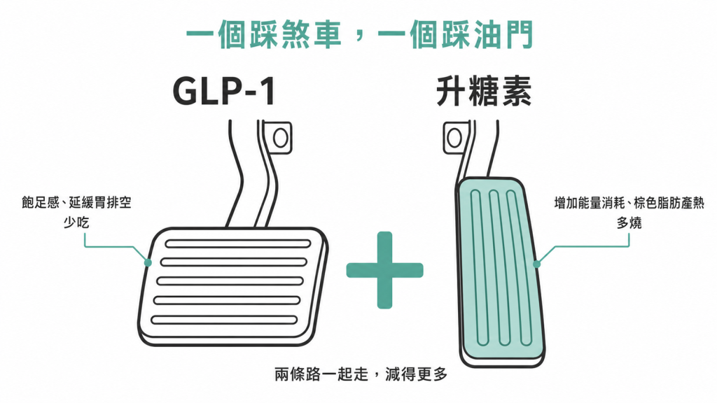 GLP-1 與升糖素作用比喻圖：GLP-1 踩煞車帶來飽足感少吃，升糖素踩油門增加能量消耗多燒