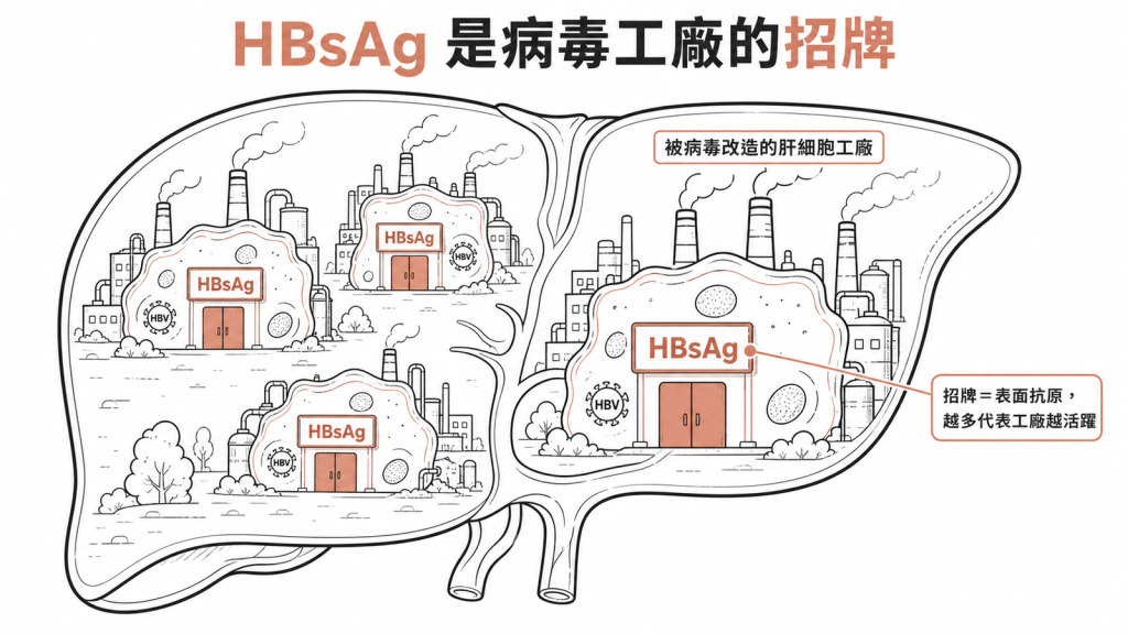 HBsAg是B肝病毒工廠掛的招牌,數值越高代表病毒工廠越活躍