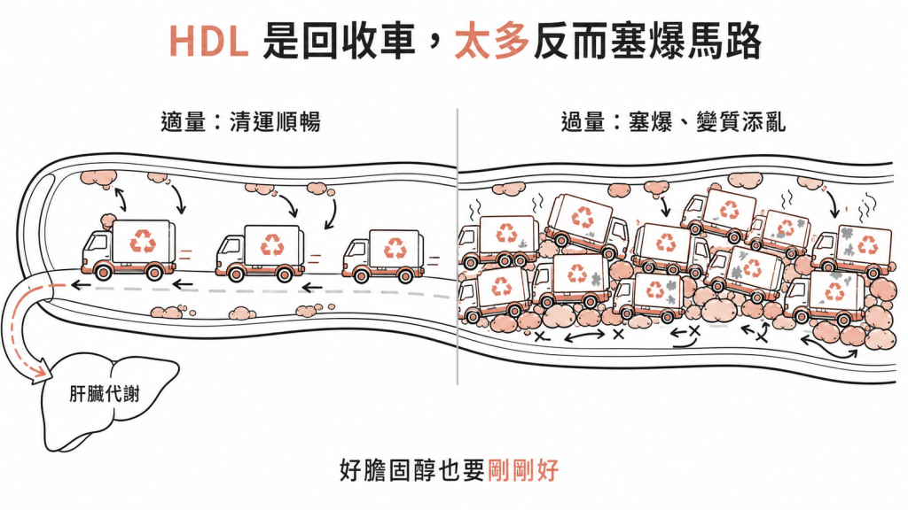 HDL像血管裡的資源回收車清運多餘膽固醇回肝臟，適量最順暢，但太多反而塞爆馬路、變質失去清運能力