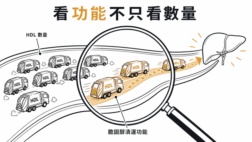 高密度脂蛋白要看膽固醇清運功能