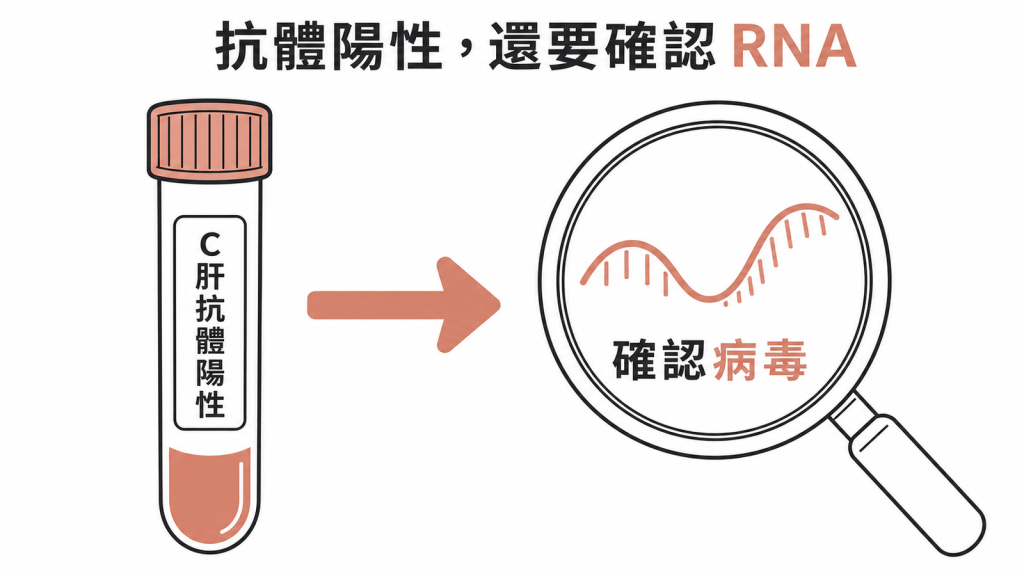 C型肝炎抗體陽性後需以RNA檢查確認病毒