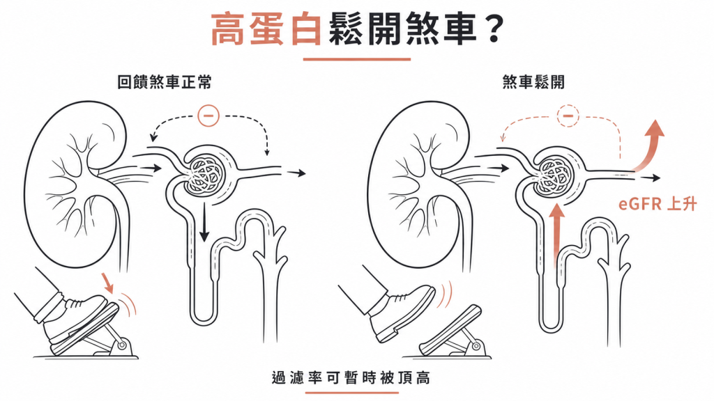 煞車踏板比喻:高蛋白鬆開腎臟的管球回饋煞車,讓過濾率暫時被頂高、eGFR 上升