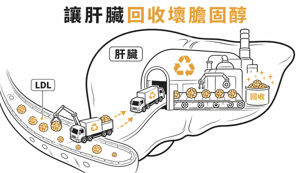 肝臟回收血中壞膽固醇
