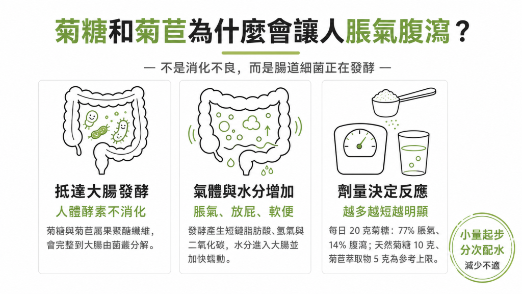 菊糖與菊苣益生纖維為什麼脹氣腹瀉：果聚醣抵達大腸由細菌發酵，產氣與短鏈脂肪酸造成脹氣軟便，劑量越高反應越明顯