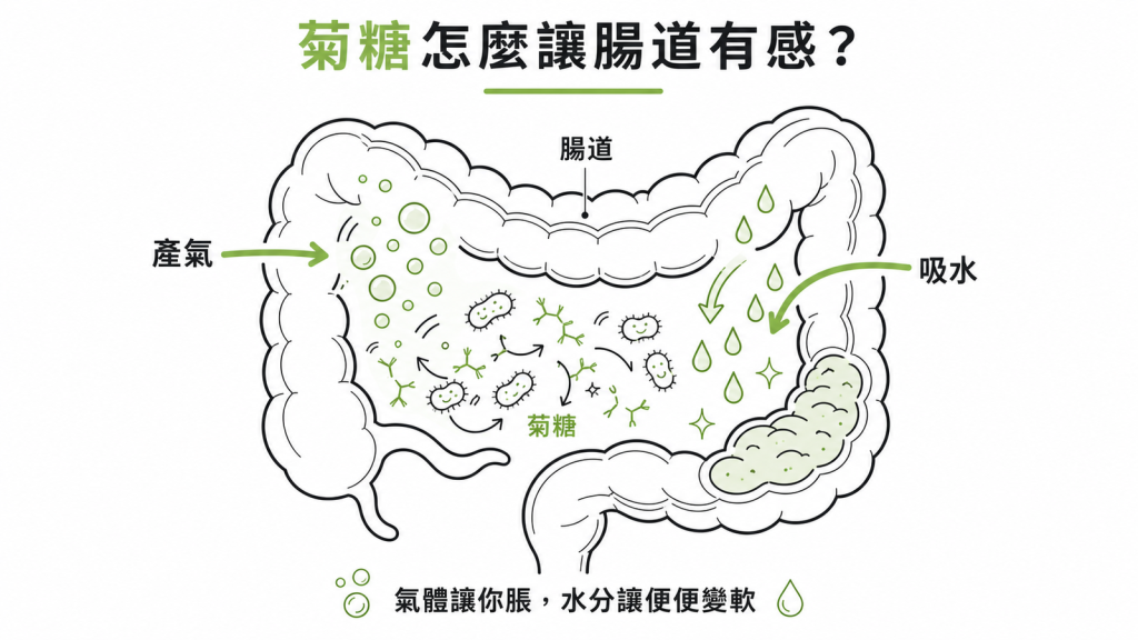 菊糖在大腸發酵：一邊產生氫氣二氧化碳造成脹氣，一邊短鏈脂肪酸吸水加快蠕動造成軟便