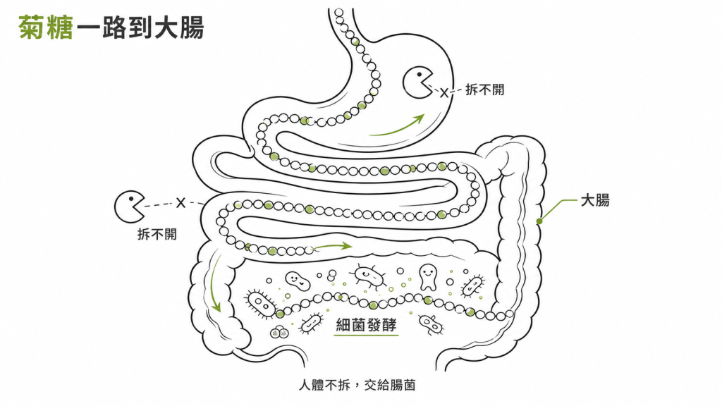 菊糖果聚醣像果糖珠鏈，人體酵素拆不開，完整通過胃與小腸抵達大腸交給腸道細菌發酵