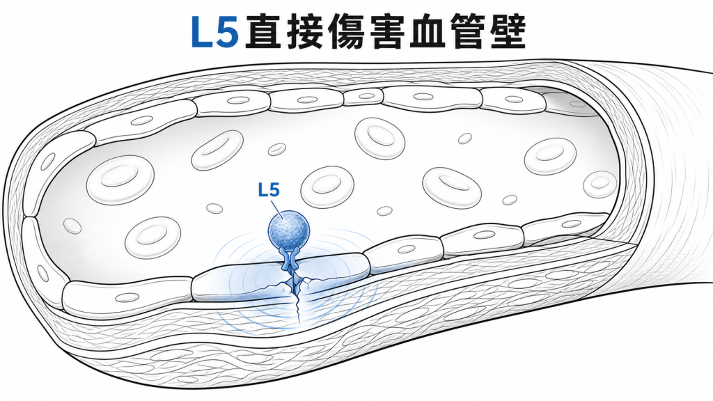 L5傷害血管內皮示意