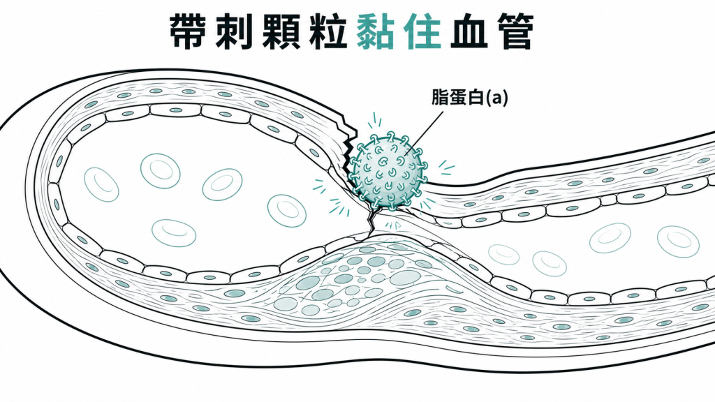 脂蛋白(a) 像魔鬼氈黏住血管壁