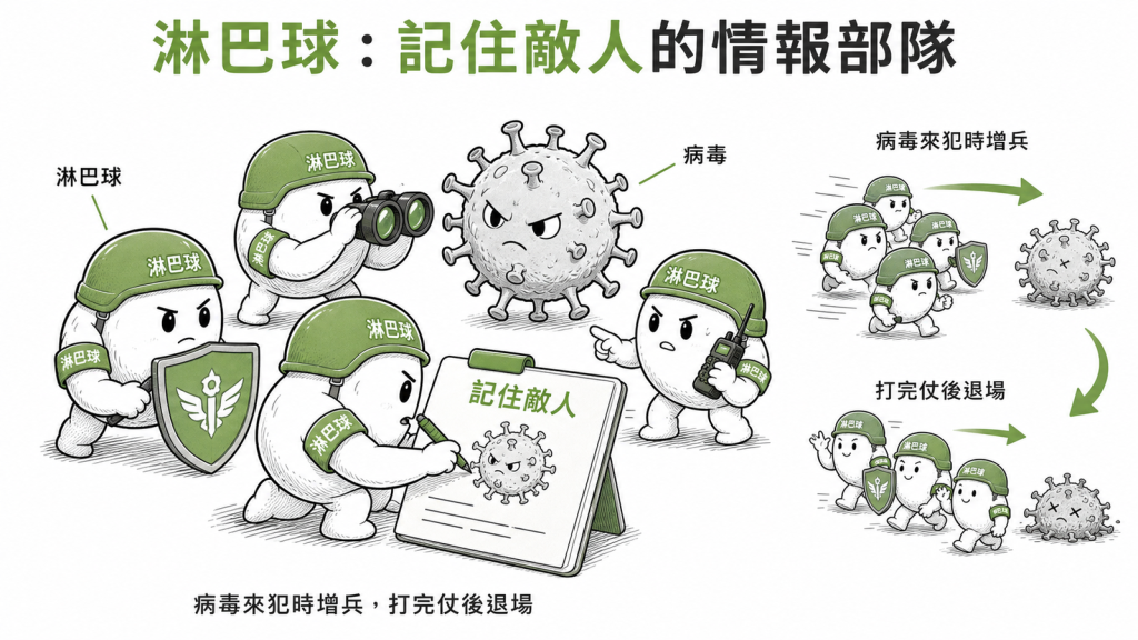 淋巴球像記住敵人的情報特種部隊病毒來犯時增兵打完仗後退場數字回落