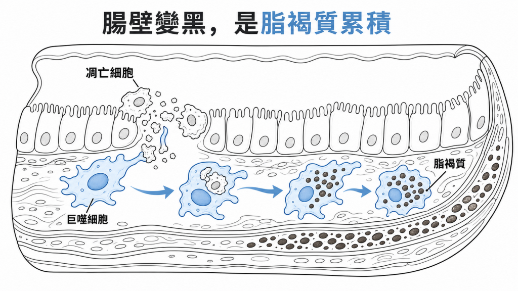 巨噬細胞吞噬凋亡細胞後脂褐質累積示意圖