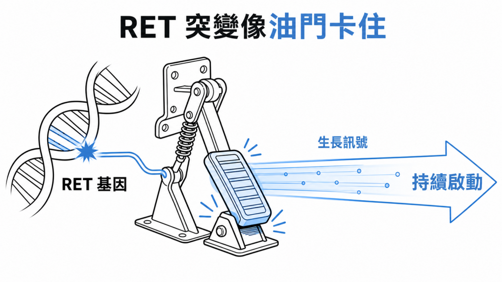 RET 突變使細胞生長訊號持續啟動