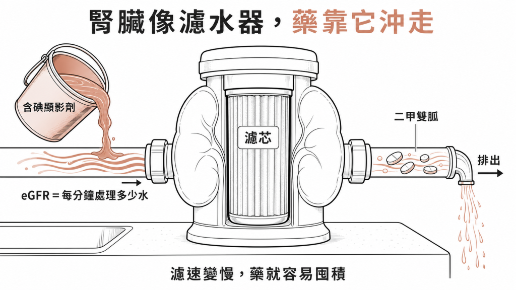 腎臟像濾水器，二甲雙胍原封不動靠它沖走排出，eGFR是每分鐘處理多少水，濾速變慢藥就容易囤積
