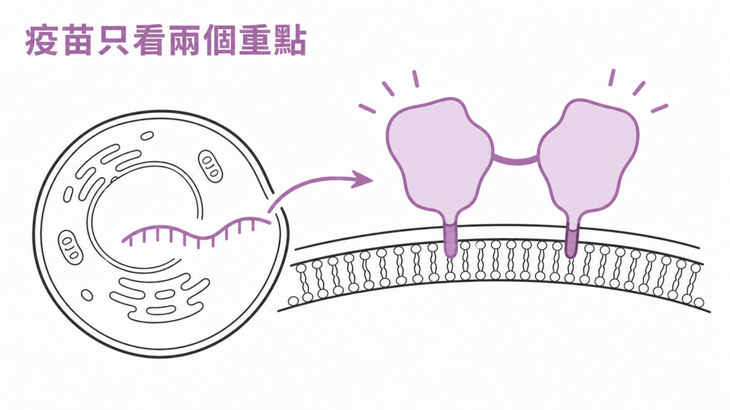 MNEXSPIKE 疫苗用較短 mRNA 呈現兩個重要病毒區域