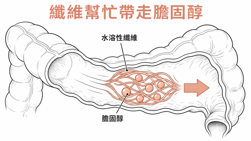 水溶性纖維在腸道包覆膽固醇並協助排出